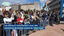 Lyon : des centaines d'éleveurs manifestent avec leurs brebis contre le futur plan loup