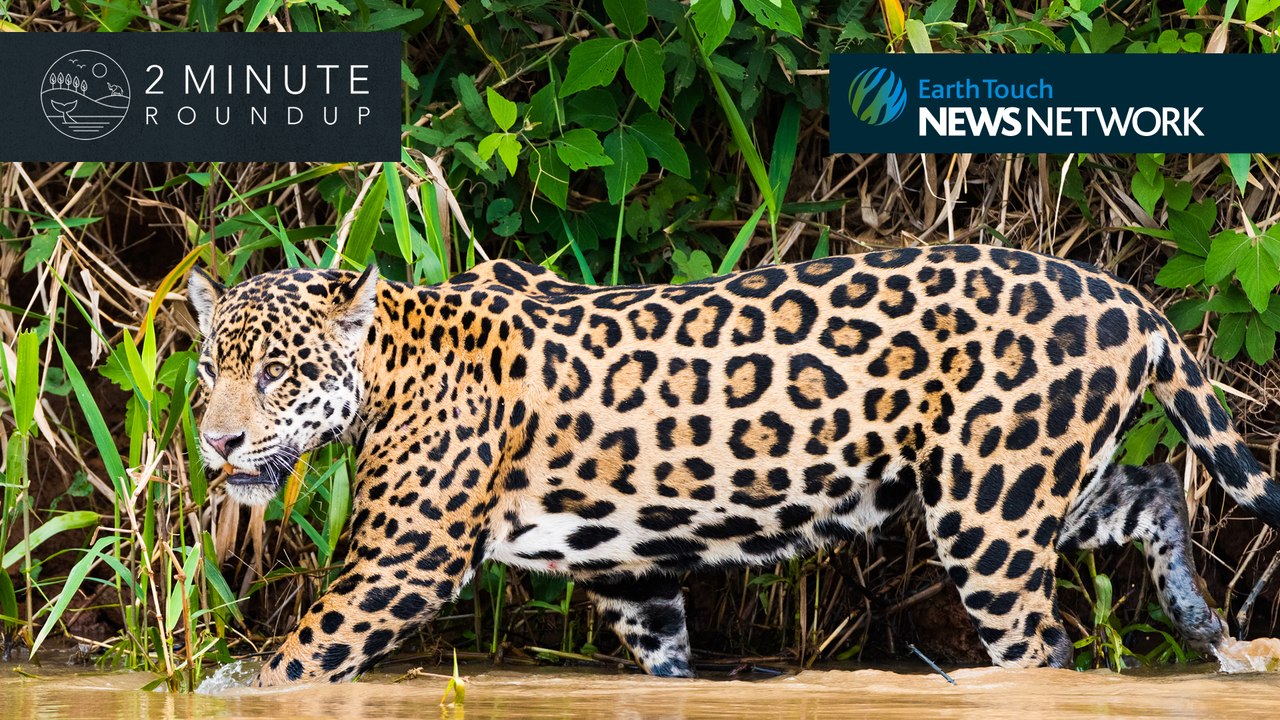 Wolf killings, wild horses & a parakeet invasion