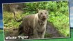 Kids at the Zoo | Animals at the Zoo | Tiger, Lion Leopard, Puma, Cheetah And Big Cats