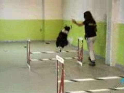 Pet Care - Dog Hotels