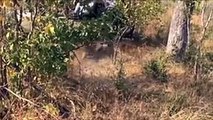 Amazing Baboons Save Impala From Cheetah Attack In Africa