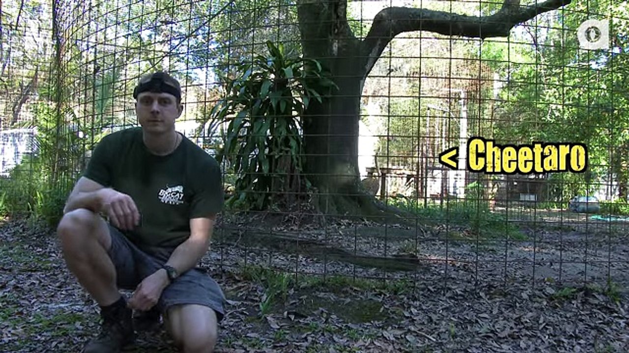 Never Turn Your Back on BIG CATS