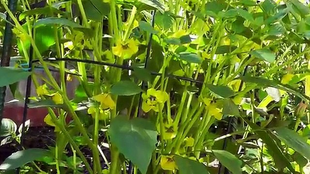 Tomatillo Planting, Growing, Harvesting - Enjoy this tangy twist on tomatoes!