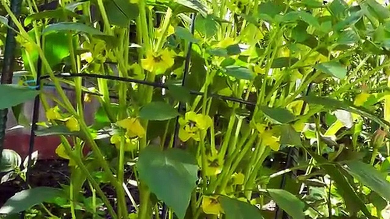 Tomatillo Planting, Growing, Harvesting - Enjoy this tangy twist on tomatoes!