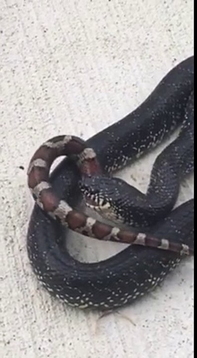Hungry Snake