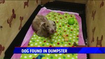 Dog Found Starving in Dumpster in Need of Help as Medical Bills Mount
