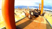 Des centaines de Lions de mer occupent un bateau dans lOregon