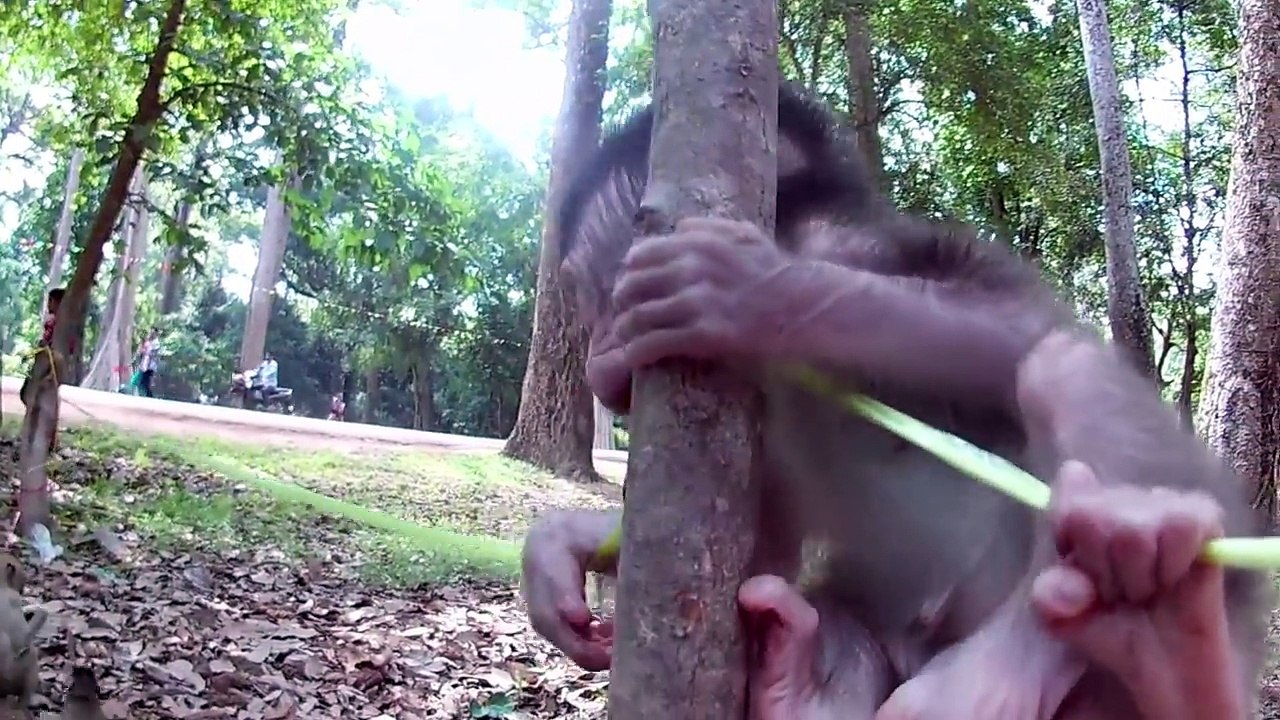 Poor baby monkey - monkey mom is very tired taking care of her baby