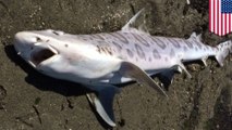 Parasit pemakan otak: Hiu, binatang laut dibunuh parasit di teluk San Francisco - TomoNews