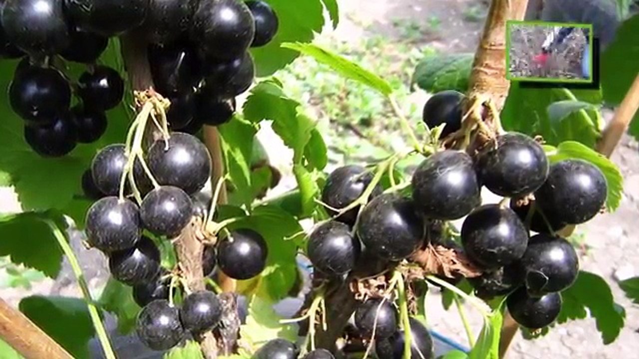 Как обрезать смородину. Обрезка смородины осенью, весной.