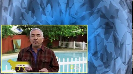 Cesar 911 S04E10 Ay Chihuahua!
