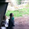 Lions react when they see people. Lions are in captivity.