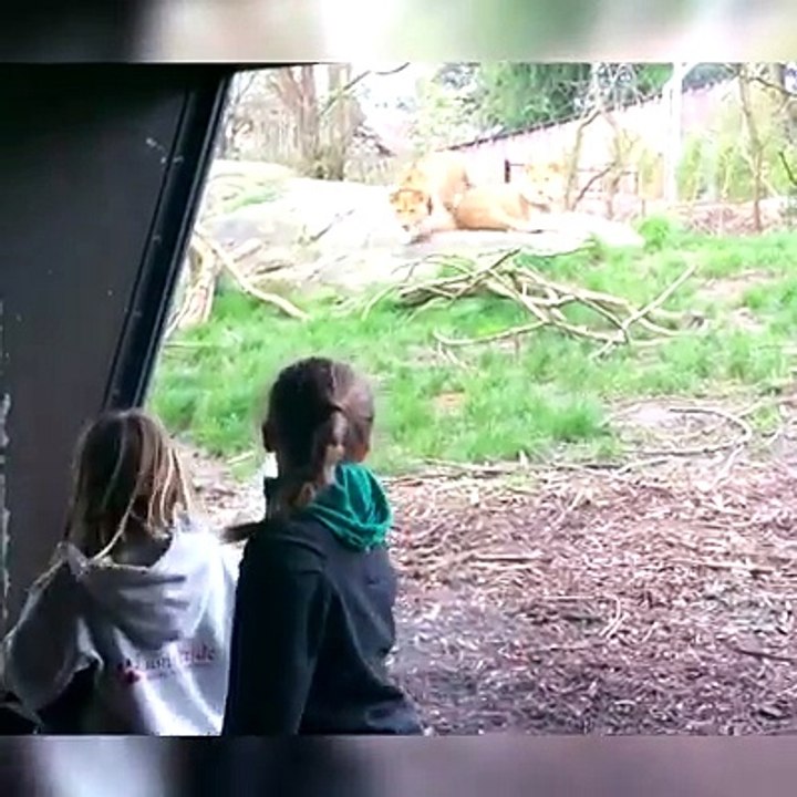 Lions react when they see people. Lions are in captivity.