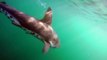 Diver Spots Shark Off Coast of Tofino in Canada