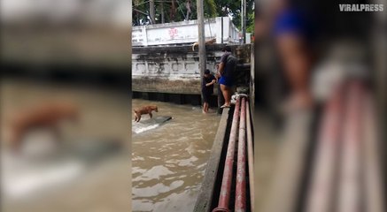 Teenagers save stray dog stranded in dirty canal