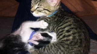 Kitten suckles on his brother for comfort