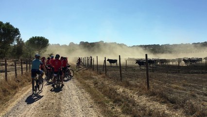 Cyclistes et des vaches