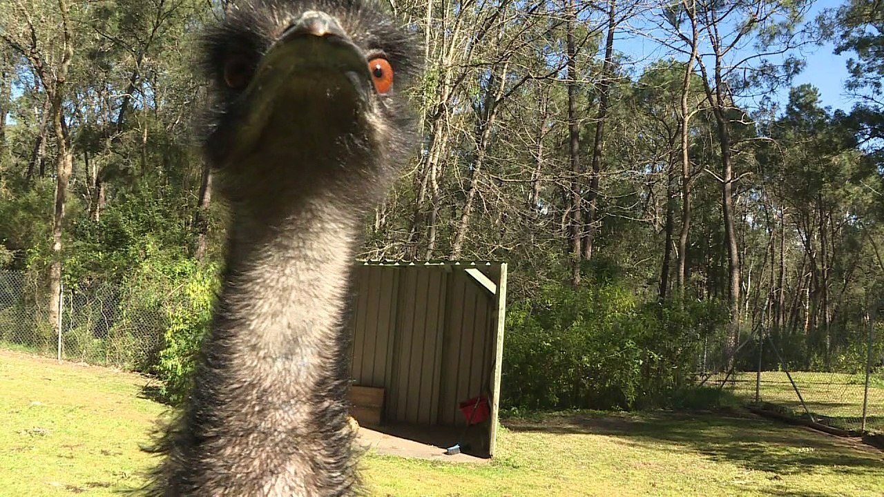 Häftlinge entdecken liebevolle Ader als Tierpfleger