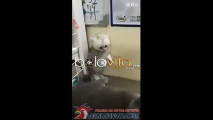 lucu-lucuan kucing terbaru 2017 final