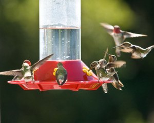 Il filme l'heure du diner pour ces centaines de colibris... Magnifique