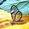 Un papillon aux ailes transparentes : magnifique!