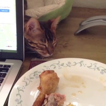 Quand tu fais semblant de dormir pour choper du poulet! Chat adorable