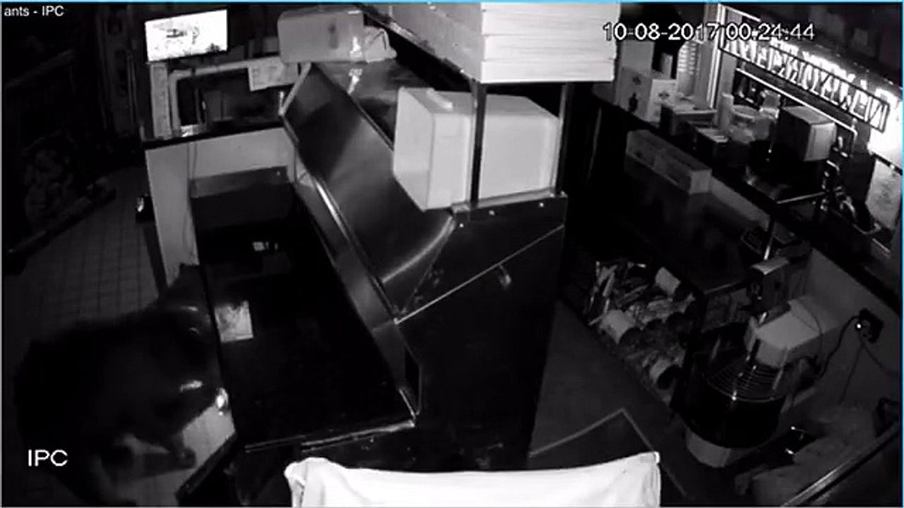 Trois ours s'introduisent dans une pizzeria en pleine nuit et dévalisent la cuisine !