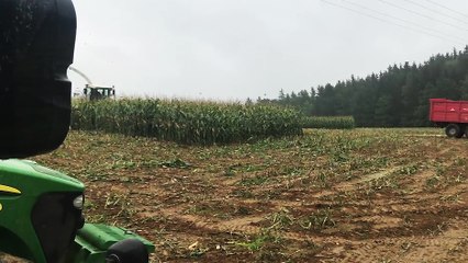 Des sangliers cachés dans un champs de maïs