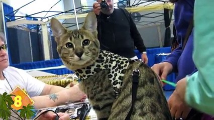 15 Strangest Animal Hybrids