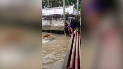 Un homme sauve un chien de la noyade !