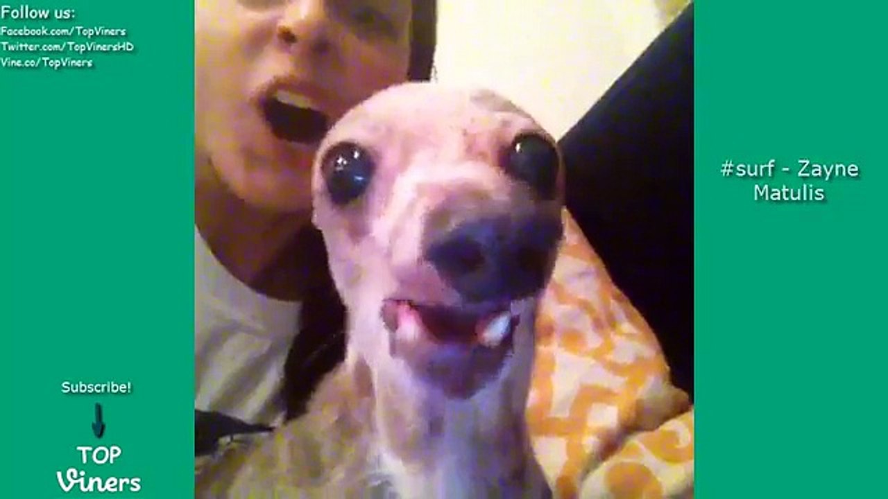 Try Not To Laugh Challenge - Funny Animals Videos Compilation | Best Pets, Cats and Dogs Vines