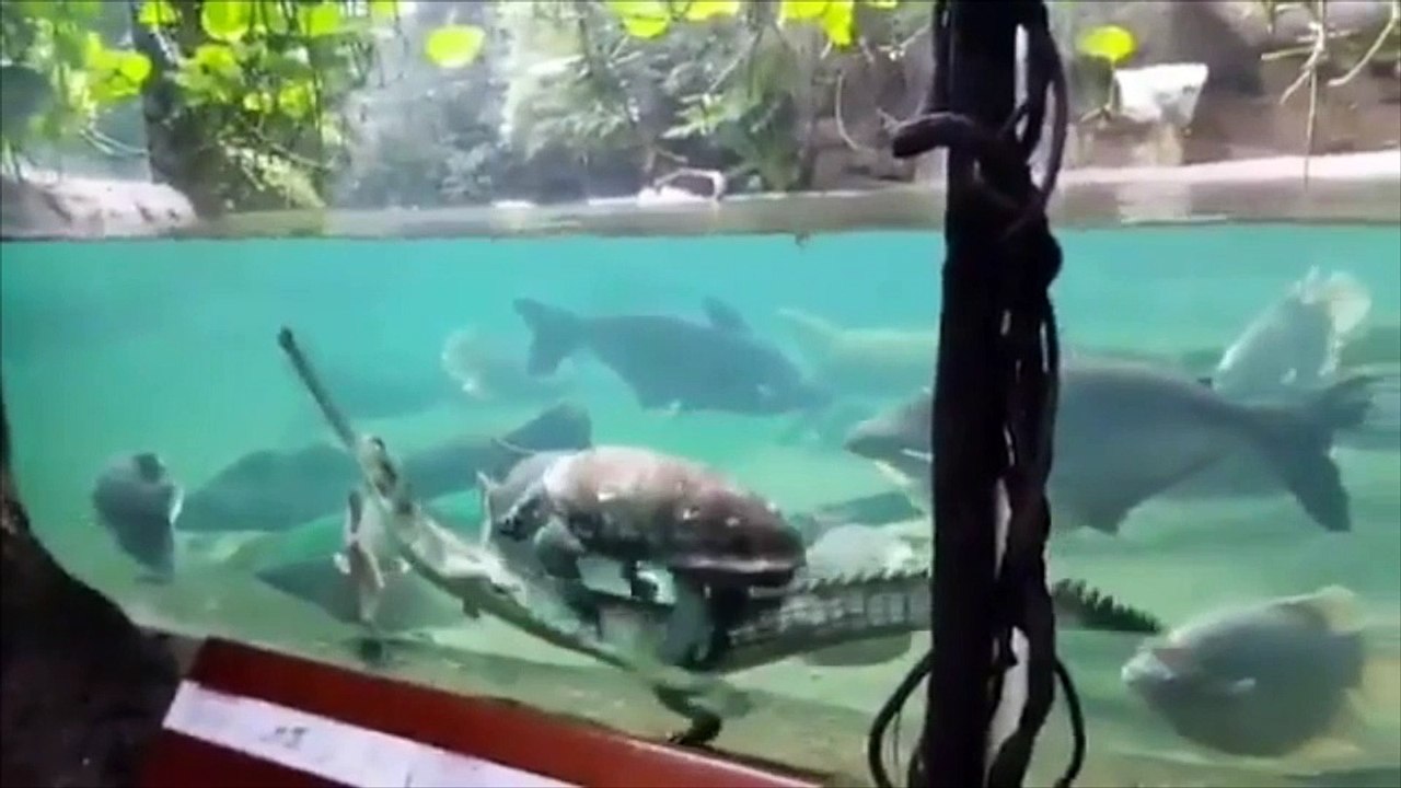 Cette tortue a trouvé un nouveau moyen de transport !