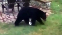 Cuando un par de osos juegan al fútbol en tu jardín