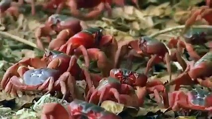 Documentary Ant National Geographic Documentary Yellow Crazy Ants Vs Red Crabs Wildlife An