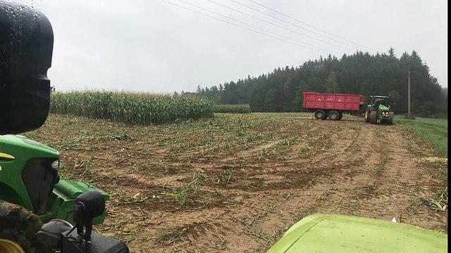 Surprise dans un champ de maïs