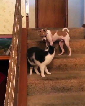 Un chat active la mega vitesse d'un chien