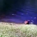 Un chat surpris par l'éternuement de cet homme saute dans l'eau
