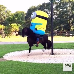 Un minion qui fait du cheval... Okay