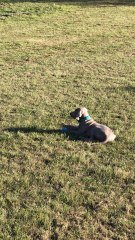 - Pacha, un très bon élève! -