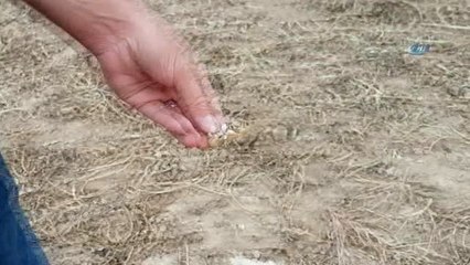 Hasat Sonrası Tarlada Kalan Fıstıklara Vatandaş Akın Etti