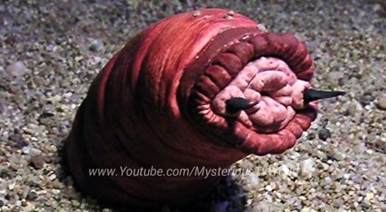 दुनिया के 10 खौफनाक रहस्यमय जानवर || 10 Creepy mysterious Creature in world in Hindi