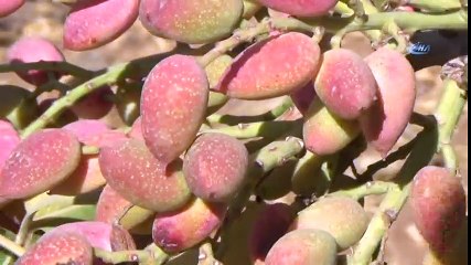 Siirt Fıstığı Altınla Yarışıyor