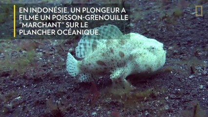 [Insolite] Le poisson-grenouille