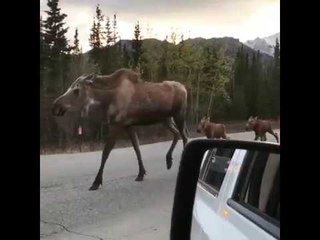 Adorable Moose Family Cause an Alaskan "Traffic Jam"