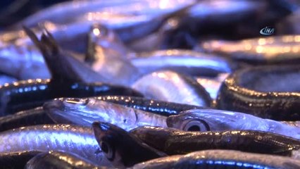 El Yakan Hamsiye Büyük Talep