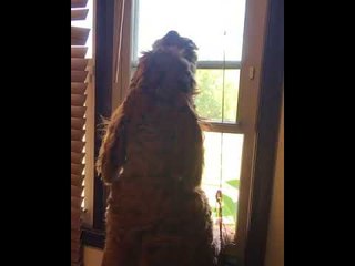 Goldendoodle Loves Howling Along With Fire Trucks