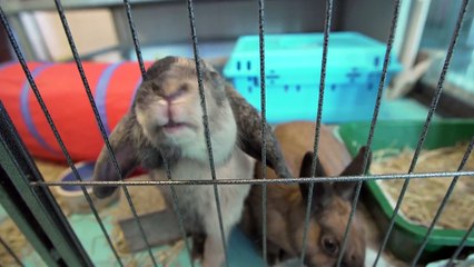 10 tips over KONIJNEN | DierenpraatTV