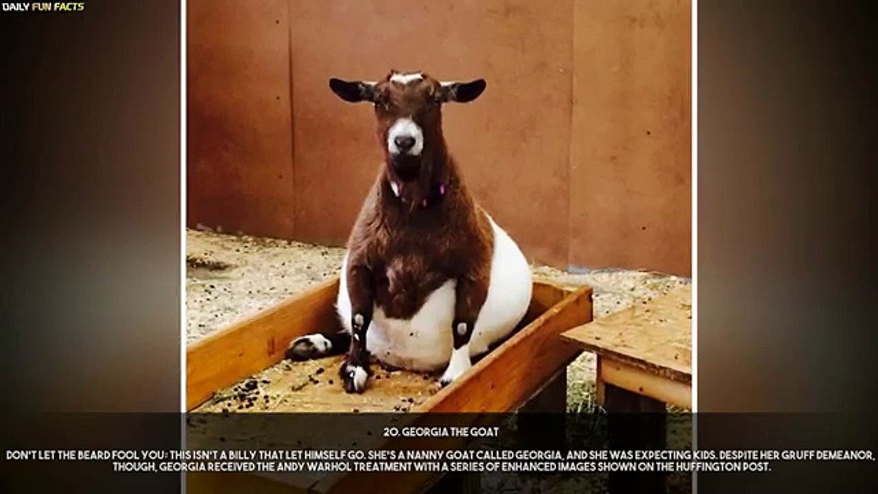 Struggling Moms: Funny & Cute Pregnant Animals