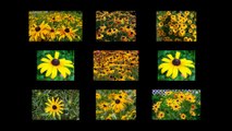 Black Eyed Susan Flowers - I'm sure that you will be to plant this flower in your garden after watching this video