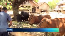 Nông dân làm giàu: tỉnh Phú Yên nông dân thoát nghèo với mô hình chăn nuôi bò